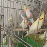 عروس هلندی نر ماده سخنگو|پرنده|کرج, اسدآباد|دیوار