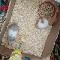 همستر|موش و خرگوش|قزوین, |دیوار