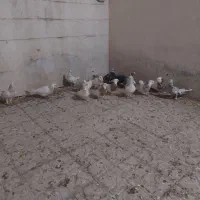 کفتر پلاکی وطوقی|پرنده|شیراز, کوزه گری|دیوار