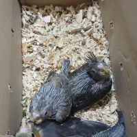 جوجه عروس هلندی|پرنده|کرمان, |دیوار