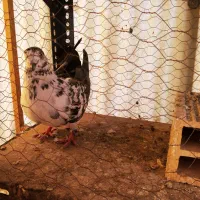 کفتر ماده|پرنده|اصفهان, شاهزید|دیوار