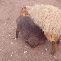 مال داشتی|حیوانات مزرعه|اسفراین, |دیوار