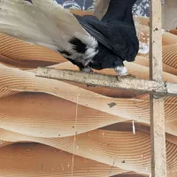 جوجه زاغ مایدم ۱۶ پر دم نر دم سفید|پرنده|همدان, |دیوار