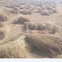 جارو. محلی. شهرداری