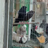 جفت طوقی هفترنگ همراه باتخم|پرنده|مشهد, عبادی|دیوار