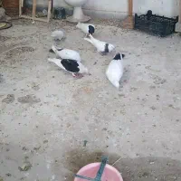 ۴عدد کبوتر|پرنده|قزوین, |دیوار