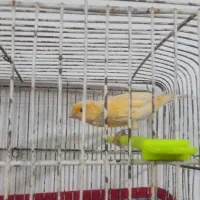 بخون نر،ماده،ریز خون،کوتاه بلند خون