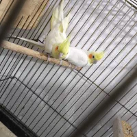 عروس هلندی لوتینو مولد|پرنده|عسلویه, |دیوار