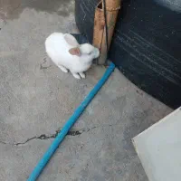 خرگوش|موش و خرگوش|مسجد سلیمان, |دیوار