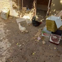 فروش مرغ و خروس