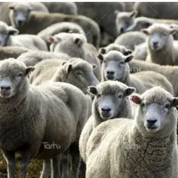 هروزنی‌گوسفندبخواهید۱ساعته ارسال‌میکنم