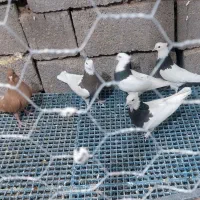 ۶ عدد ماده طوقی ودم سفید|پرنده|ابرکوه, |دیوار