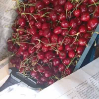 آلبالو گیلانر