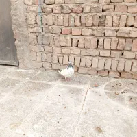 کبوتر