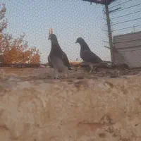 پولک چاپی|پرنده|فردوس (خراسان), |دیوار