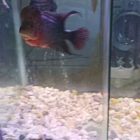 فلاور نر و ماده|ماهی|بندرعباس, |دیوار