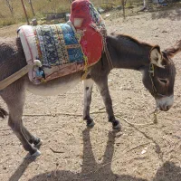 فروش خر ماده ونر