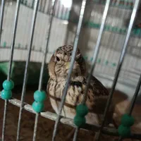 خاکی|پرنده|میانه, |دیوار