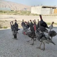 بوقلمون|حیوانات مزرعه|ایذه, |دیوار