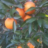 پرتقال نارنگی ژاپنی محلی|خوردنی و آشامیدنی|ساری, |دیوار