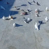 ۳۵ عدد کبوتر خوب|پرنده|سمنان, |دیوار