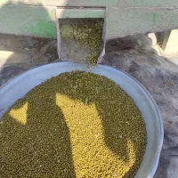 ماش درجه یک تازه