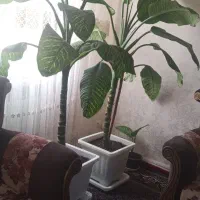 دیفن|گل و گیاه طبیعی|اردبیل, |دیوار