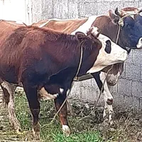 گاوسویسی گوساله سیمینتال عروسک شیری گاو۵ماه آبستن