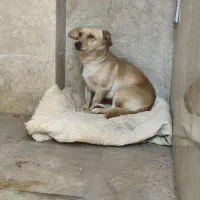 سگ اشپیتز ماده