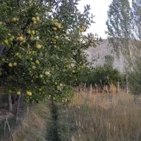 باغ-میوه-جاده-ارجمند-فیروزکوه