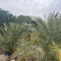 فروش گراج  ۴۰۰۰ متری و۷دهنه مغازه ۵۰متری|فروش دفتر صنعتی، کشاورزی، تجاری|سوسنگرد, |دیوار