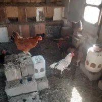 فروش مرغ تخم گذاررسمی