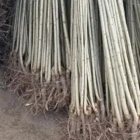 نهالستان فروش انواع نهال گردو و صنوبر و میوه|خدمات باغبانی و درختکاری|شهر بابک, |دیوار