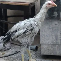 خروس لاری 4 ماهه