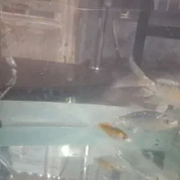 کوی سوپرباله|ماهی|قم, آزادگان|دیوار