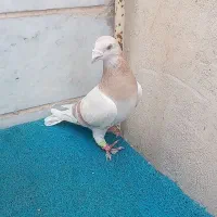 کبوتر پلاکی