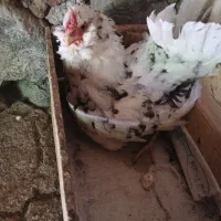 مرغ کرچ گلین