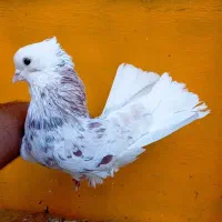 کبوتر ناب پرشی