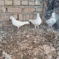 پرنده|پرنده|جوادآباد, |دیوار