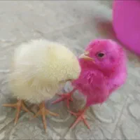 جوجه