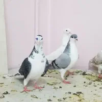 کبوتر.پنج تا صید ساده و طوقی دانه ۲۰۰