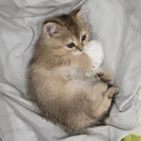 گربه بریتیش