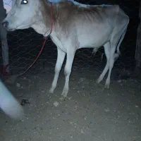 گوساله