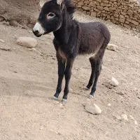 الاغ با کره