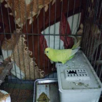 مرغ عشق زرد بدون قفس