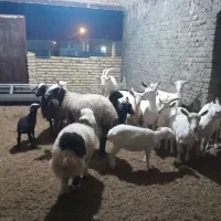 فروش چند عدد بز وکره 2عدد میش وبره