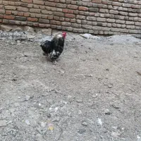 مرغ وخروس کوشین