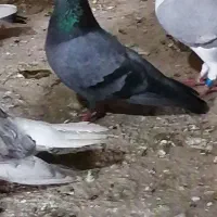 کبوتر سبز آبادانی