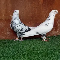 کفتر سوسک عطیقه|پرنده|گرگان, |دیوار