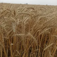 زمین کشاورزی با سند ششدانگ|فروش دفتر صنعتی، کشاورزی، تجاری|آق قلا, |دیوار